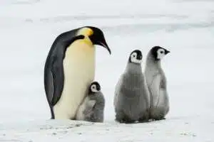 Penguin Awareness Day: Celebrating These Extraordinary Birds